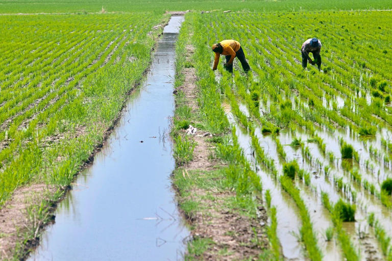 Padi Farmers Enjoying A Higher Yield